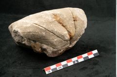Foto (Seitenansicht) von Credneria denticulata Zenk. (NHMW-GEO-2024-0188-10599)